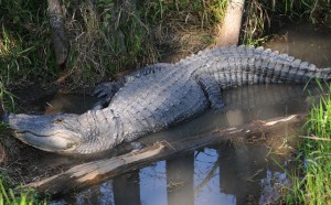 Captain Crunch - Alligator Alley