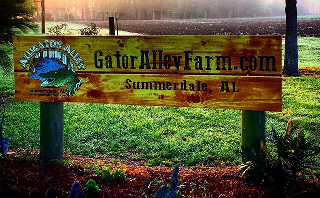 Alligator Alley Parties & Groups