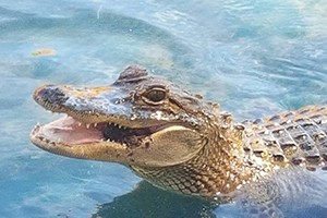 Visitor Testimonials